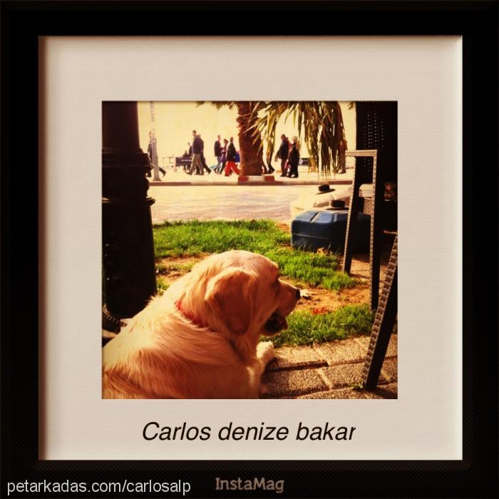 carlos Erkek Golden Retriever