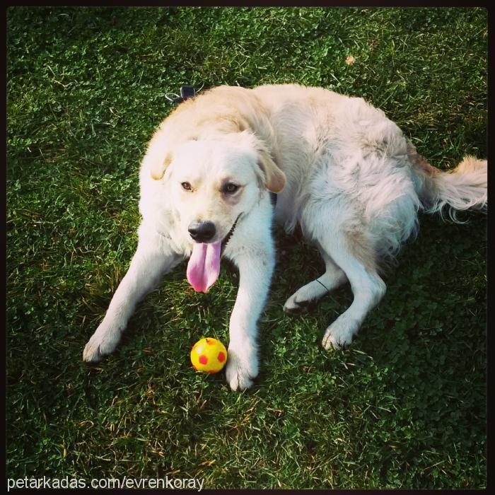 paşa Erkek Golden Retriever