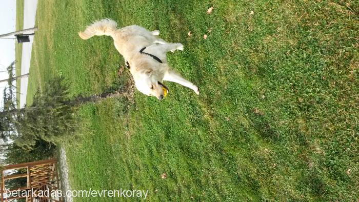 paşa Erkek Golden Retriever