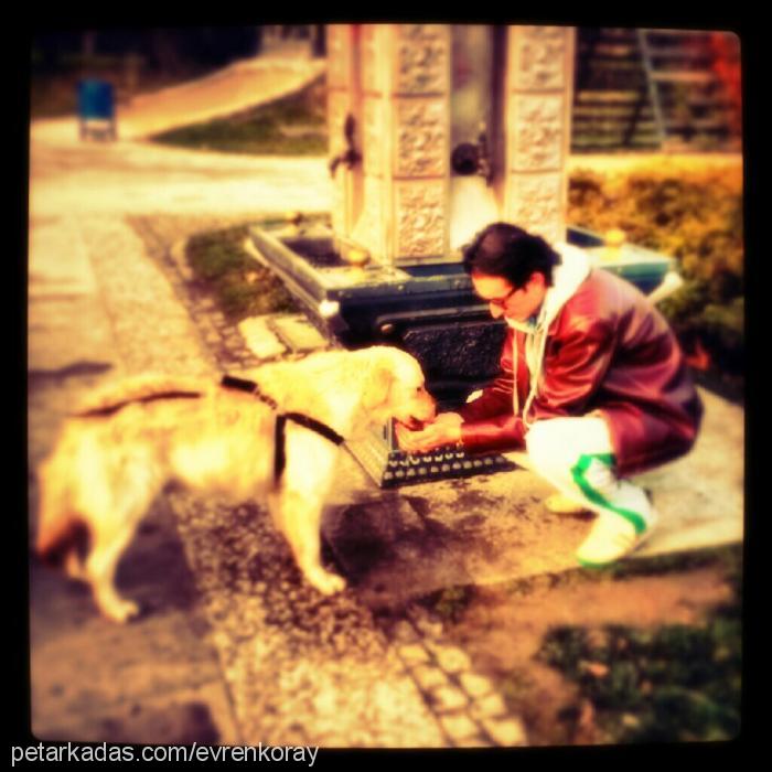 paşa Erkek Golden Retriever