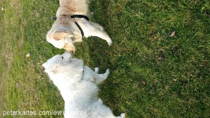 paşa Erkek Golden Retriever