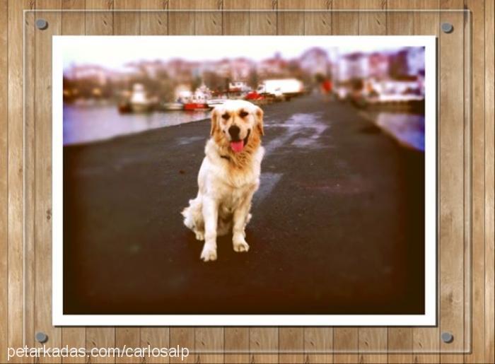 carlos Erkek Golden Retriever