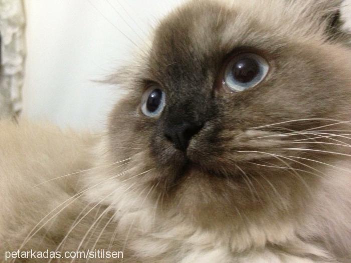 balim Dişi Scottish Fold