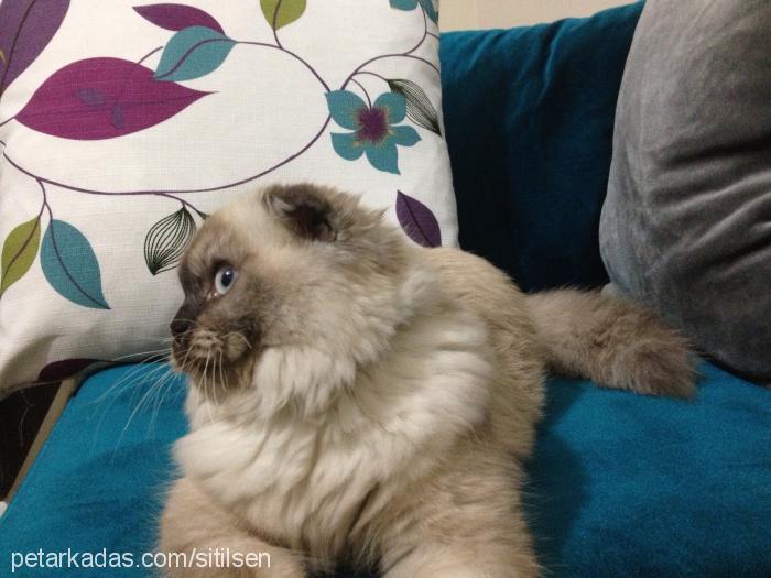 balim Dişi Scottish Fold