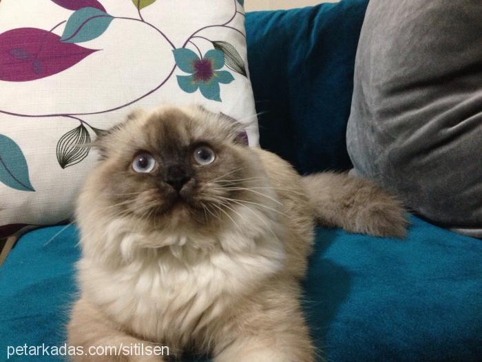 balim Dişi Scottish Fold