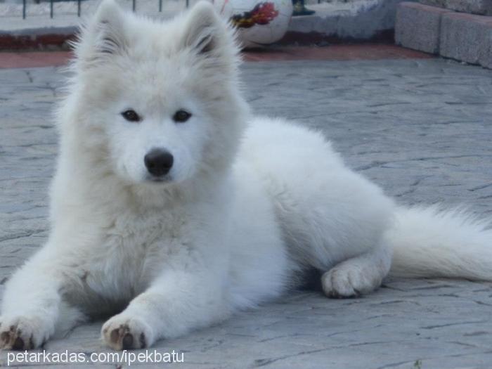 guda Erkek Samoyed