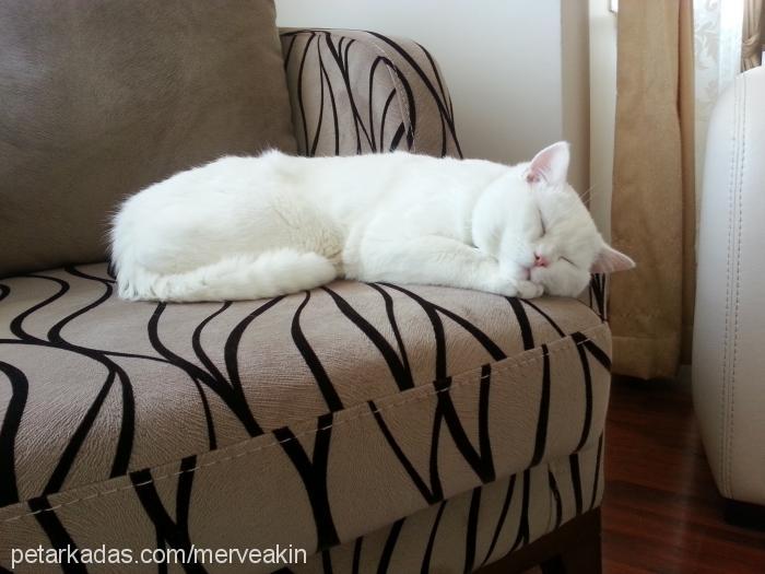 sütlaç Erkek British Shorthair