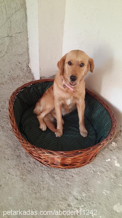 masal Dişi Golden Retriever