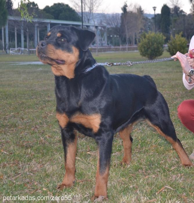 jolavonstrabon Dişi Rottweiler