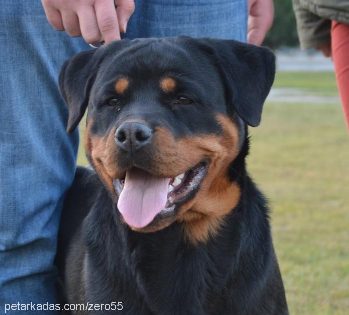 jolavonstrabon Dişi Rottweiler