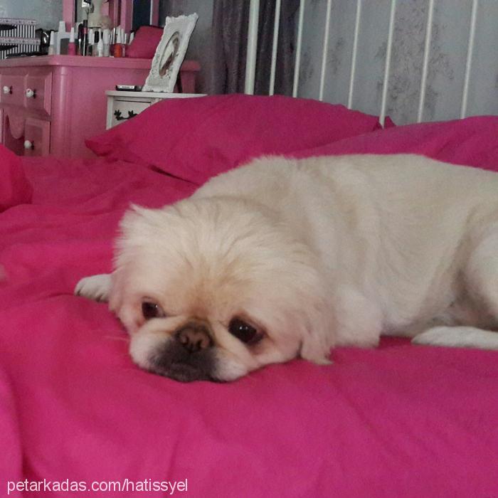 edi Erkek Pekingese