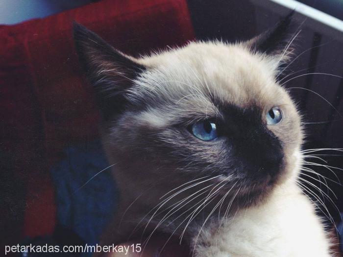 pablo Erkek British Shorthair