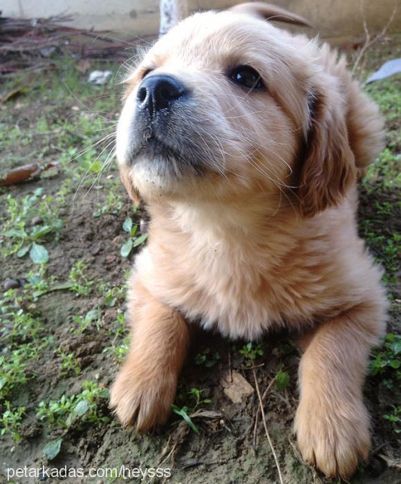 rüzgar Erkek Golden Retriever