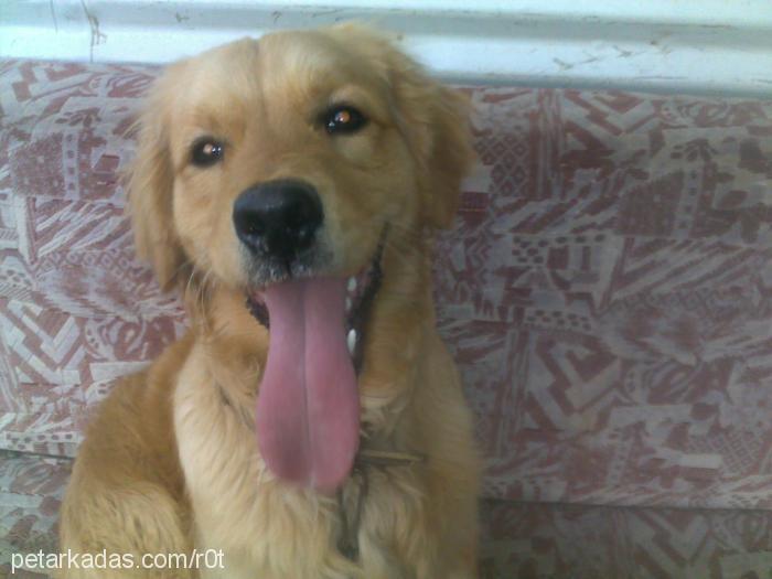 tarçın Erkek Golden Retriever