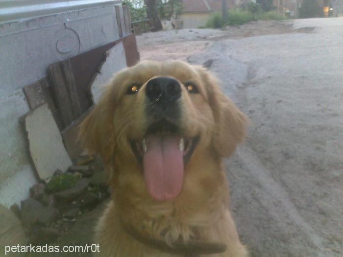 tarçın Erkek Golden Retriever