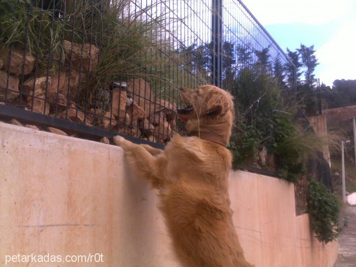 tarçın Erkek Golden Retriever