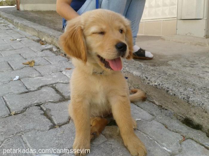 masal Dişi Golden Retriever