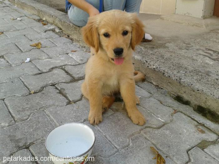 masal Dişi Golden Retriever