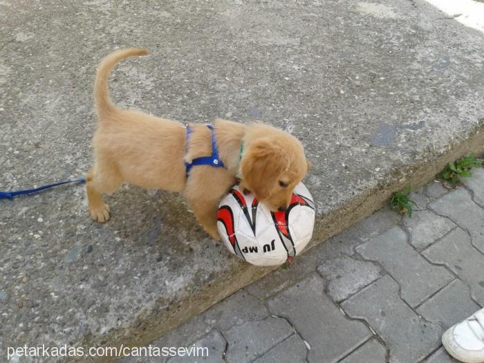 masal Dişi Golden Retriever