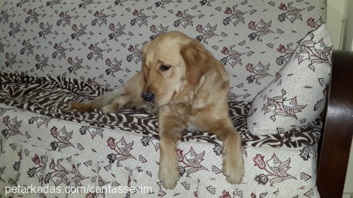 masal Dişi Golden Retriever