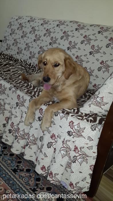 masal Dişi Golden Retriever