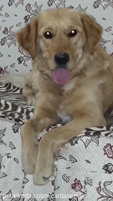 masal Dişi Golden Retriever