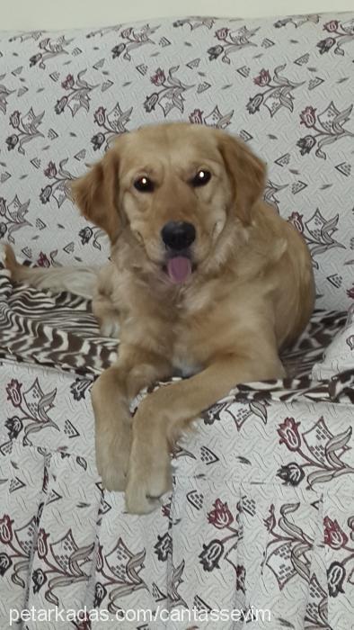 masal Dişi Golden Retriever