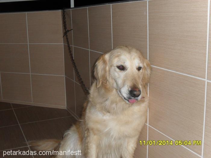 Şila Dişi Golden Retriever