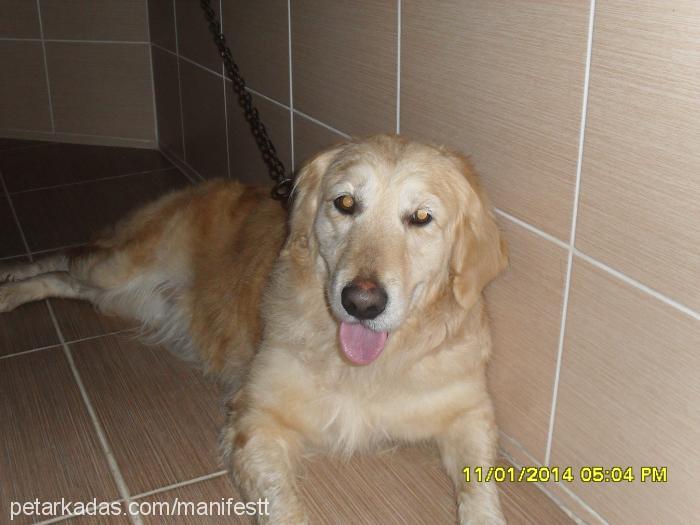 Şila Dişi Golden Retriever