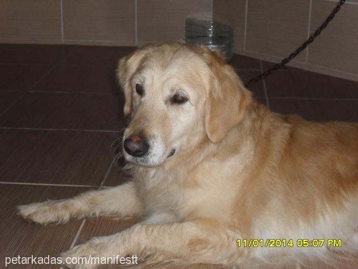 Şila Dişi Golden Retriever