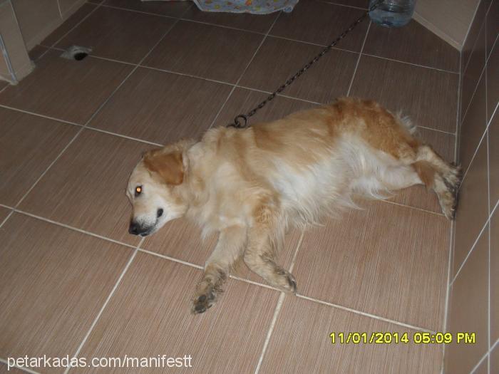 Şila Dişi Golden Retriever