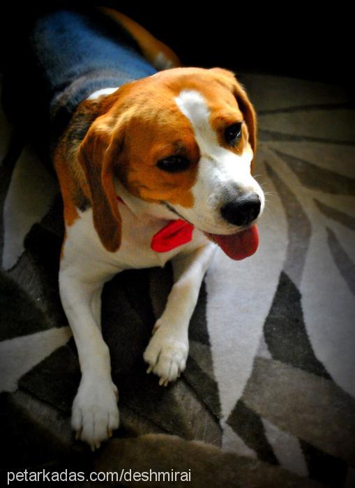 sera Dişi Beagle