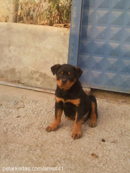 ares41 Erkek Rottweiler