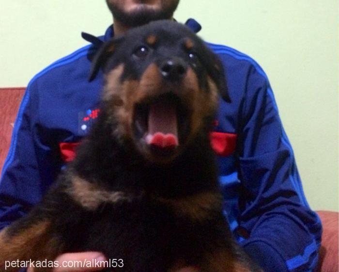 zeyna Dişi Rottweiler