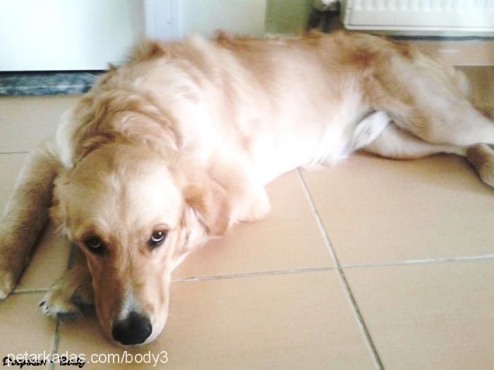 body Erkek Golden Retriever