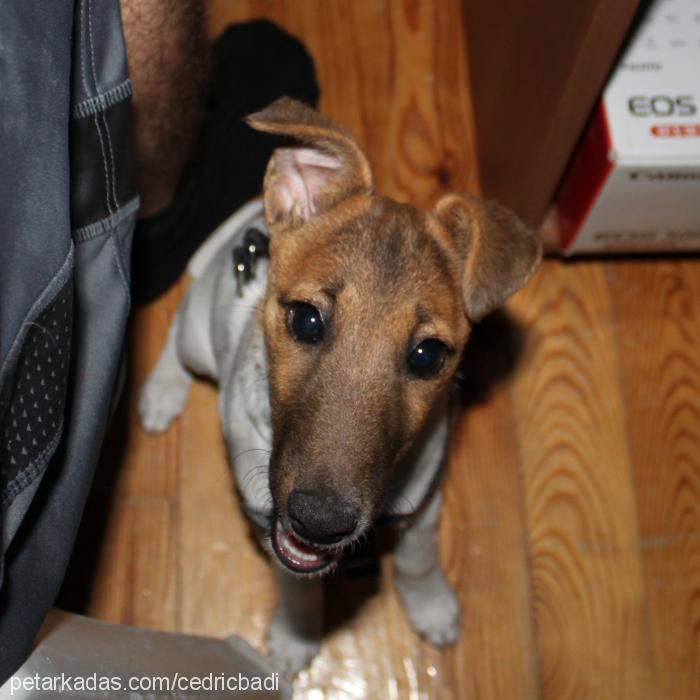 buddy Dişi Fox Terrier (Smooth)