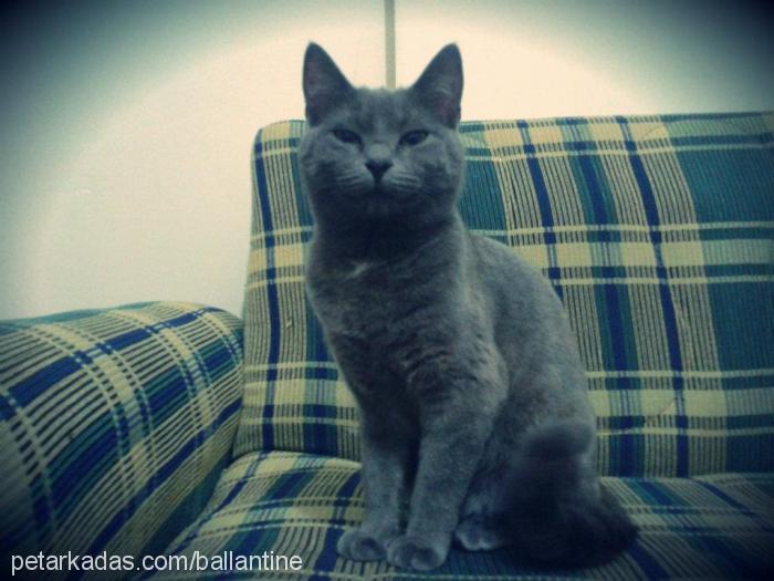 sidika Dişi British Shorthair