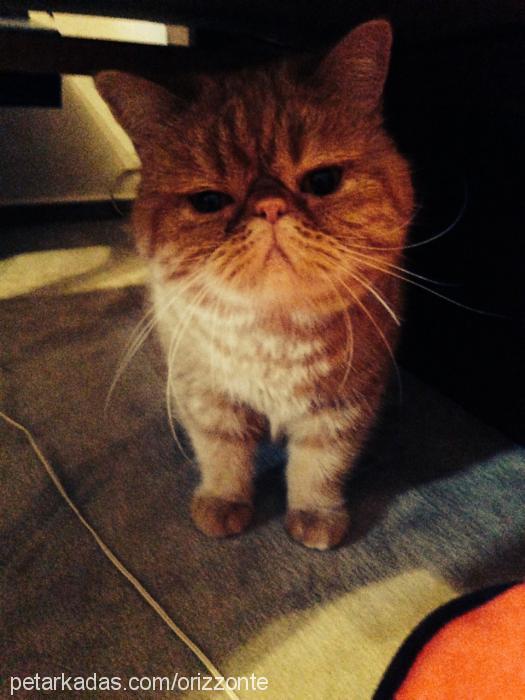 miagarfi Dişi Exotic Shorthair