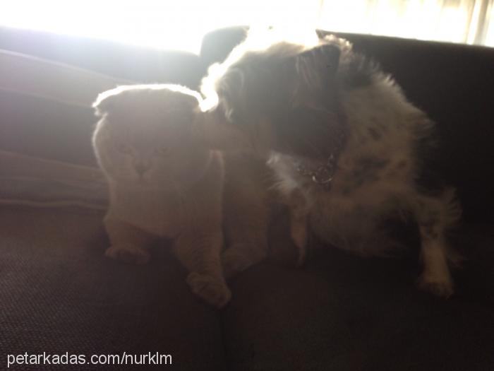 marcusantonius Erkek Scottish Fold