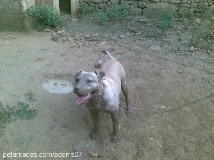 baron Erkek Bandogge Mastiff