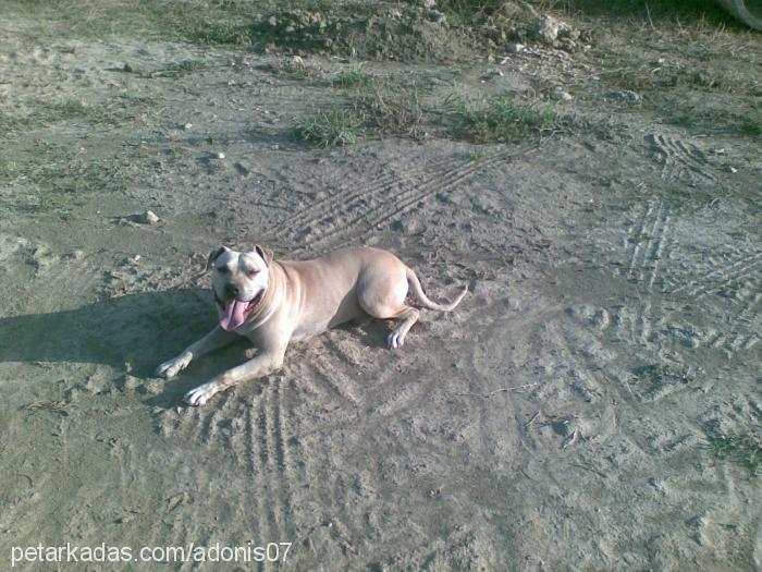 baron Erkek Bandogge Mastiff