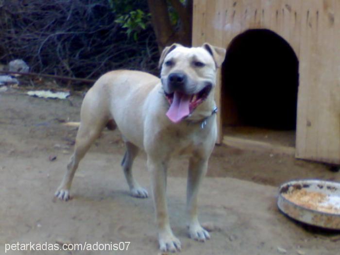 baron Erkek Bandogge Mastiff