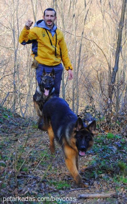 eto Erkek Alman Çoban Köpeği