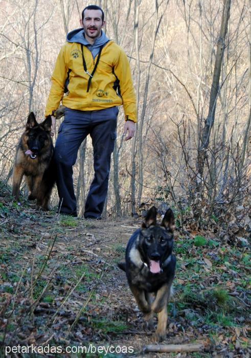 eto Erkek Alman Çoban Köpeği