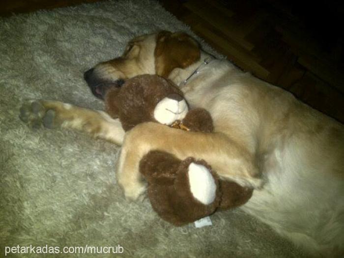 badem Dişi Golden Retriever