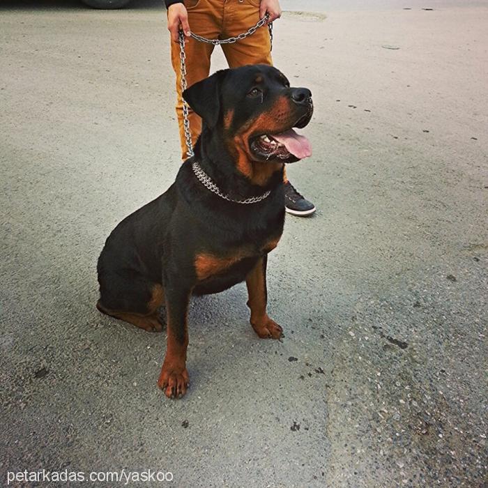 max Erkek Rottweiler