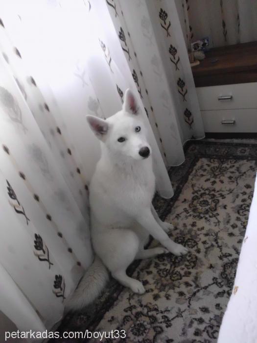 şiva Dişi Sibirya Kurdu (Husky)