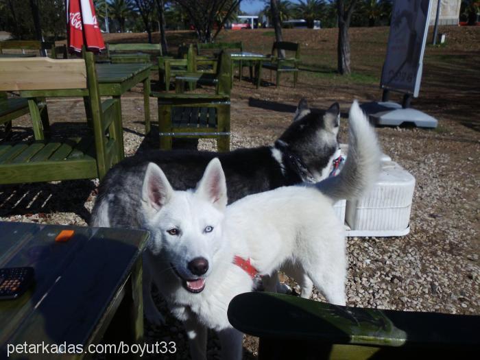 şiva Dişi Sibirya Kurdu (Husky)