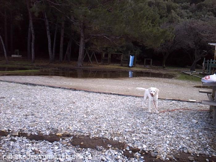 ice Dişi Fox Terrier (Wire)