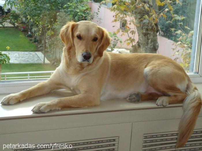 zazİ Dişi Golden Retriever